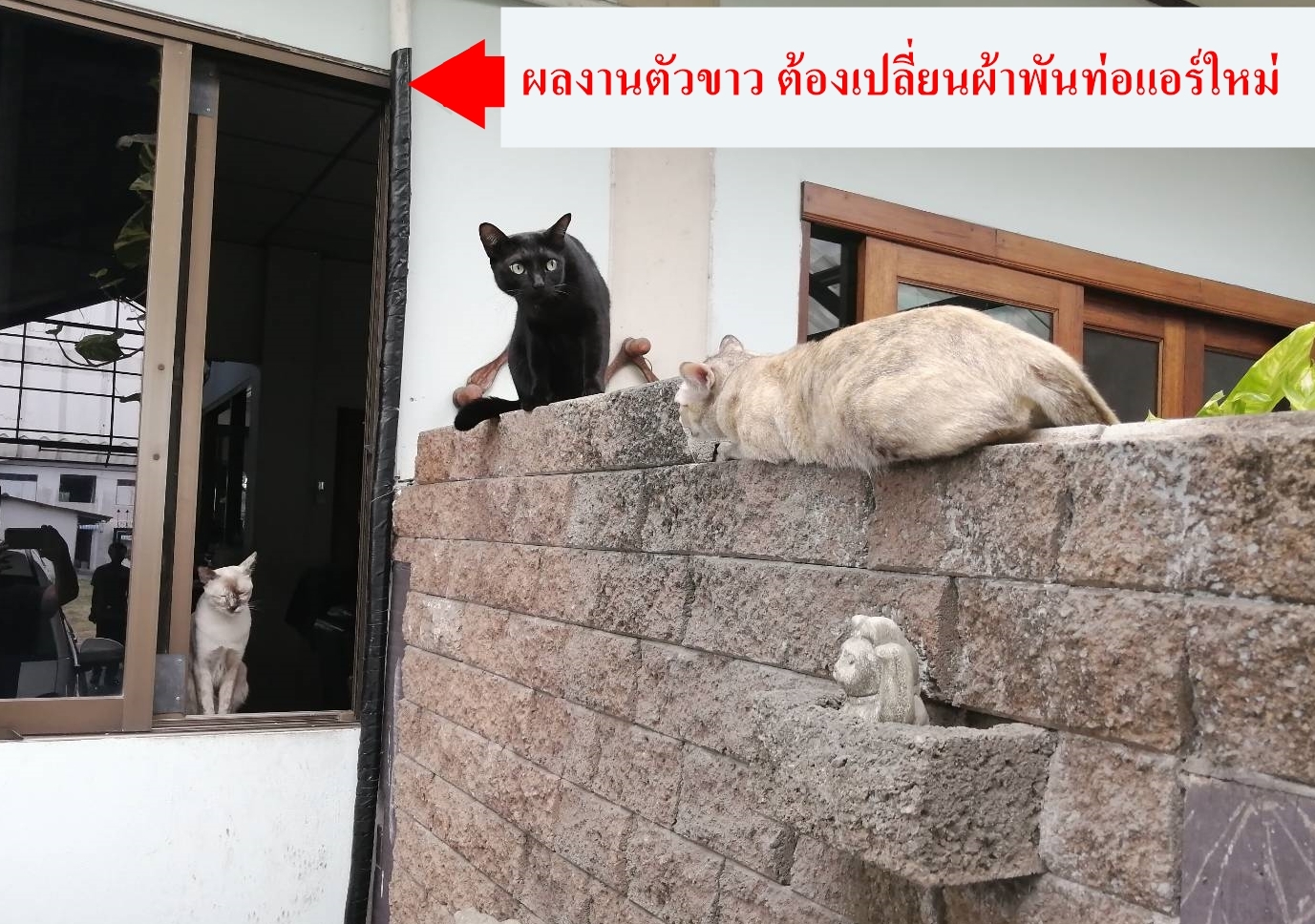 cat แมวดำ แมวขาว แมวสี วิธีเลี้ยงแมว การเลี้ยงแมว  อาหารแมว แมวข้างบ้าน แมวจรจัด แมวชอบกัดกัน ทำหมันแมว
